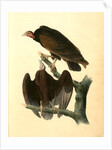 Red-headed Turkey Vulture by John James Audubon