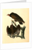 Red-headed Turkey Vulture by John James Audubon