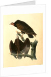 Red-headed Turkey Vulture by John James Audubon