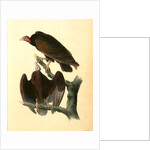 Red-headed Turkey Vulture by John James Audubon