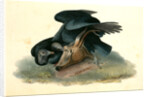 Black Vulture or Carrion Crow by John James Audubon