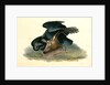 Black Vulture or Carrion Crow by John James Audubon