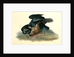Black Vulture or Carrion Crow by John James Audubon