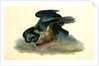 Black Vulture or Carrion Crow by John James Audubon