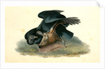 Black Vulture or Carrion Crow by John James Audubon