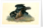 Black Vulture or Carrion Crow by John James Audubon