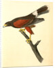 Harris's Buzzard by John James Audubon