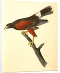 Harris's Buzzard by John James Audubon