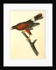 Harris's Buzzard by John James Audubon