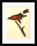 Harris's Buzzard by John James Audubon