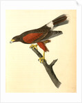 Harris's Buzzard by John James Audubon