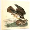 Common Buzzard by John James Audubon