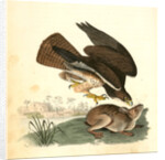 Common Buzzard by John James Audubon