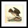 Common Buzzard by John James Audubon