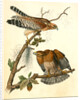 Red-shouldered Buzzard by John James Audubon