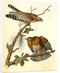Red-shouldered Buzzard by John James Audubon