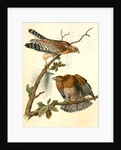 Red-shouldered Buzzard by John James Audubon