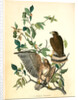Broad-winged Buzzard by John James Audubon