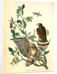 Broad-winged Buzzard by John James Audubon