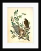Broad-winged Buzzard by John James Audubon