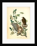 Broad-winged Buzzard by John James Audubon
