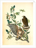 Broad-winged Buzzard by John James Audubon