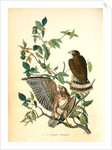 Broad-winged Buzzard by John James Audubon