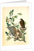 Broad-winged Buzzard by John James Audubon