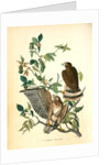 Broad-winged Buzzard by John James Audubon