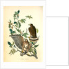 Broad-winged Buzzard by John James Audubon