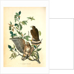 Broad-winged Buzzard by John James Audubon