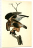 Rough-legged Buzzard by John James Audubon