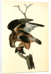 Rough-legged Buzzard by John James Audubon