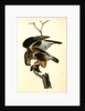 Rough-legged Buzzard by John James Audubon