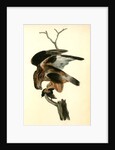 Rough-legged Buzzard by John James Audubon