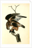 Rough-legged Buzzard by John James Audubon
