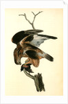 Rough-legged Buzzard by John James Audubon
