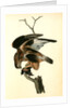 Rough-legged Buzzard by John James Audubon