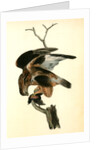 Rough-legged Buzzard by John James Audubon