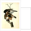 Rough-legged Buzzard by John James Audubon