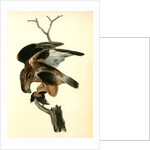 Rough-legged Buzzard by John James Audubon