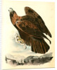 Golden Eagle by John James Audubon