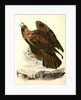 Golden Eagle by John James Audubon