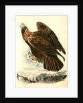 Golden Eagle by John James Audubon