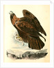 Golden Eagle by John James Audubon