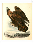 Golden Eagle by John James Audubon