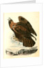 Golden Eagle by John James Audubon