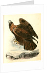 Golden Eagle by John James Audubon