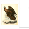 Golden Eagle by John James Audubon