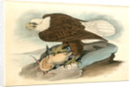 White-headed Sea Eagle, or Bald Eagle by John James Audubon